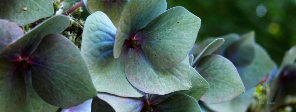 Bois des Moutiers  (96) Summer 2012